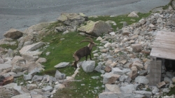 16.07.12 - Zinalrothorn 1